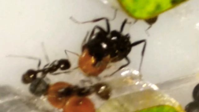 муравьи вида Messor Barbarus разгрызают семена