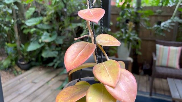 HOYAS AND GARDEN UPDATE #hoya #urbanjungle  #houseplants