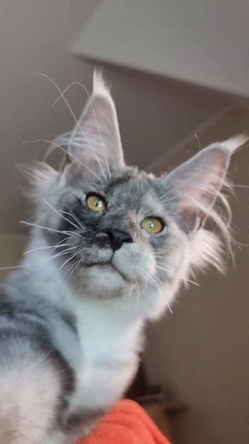 котёнок мейн кун из питомника Страна Гулливеров, gulliver-coon.ru смотреть онлайн