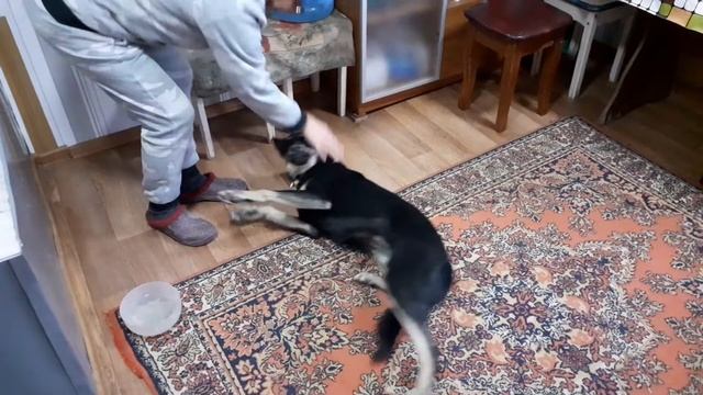 Кто же теряет или выгоняет таких умных собак? Горячий ключ, 23 ноября 2020 смотреть онлайн