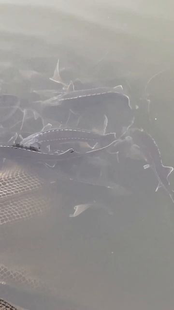 Осетр краснокнижная рыба смотреть онлайн