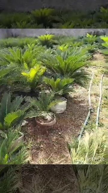 PANEN SIKAS смотреть онлайн