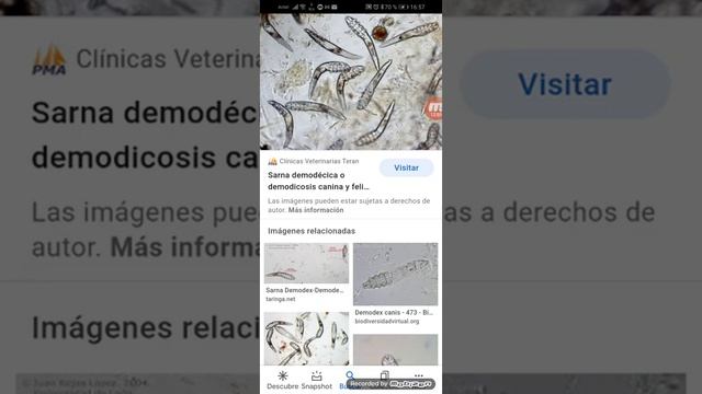 sarna sarcóptica en perros/demodex/notoedres Catí/perros y gatos/diagnóstico-diferencial-tratamient смотреть онлайн