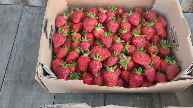 Продаж полуниці оптом Харків. смотреть онлайн