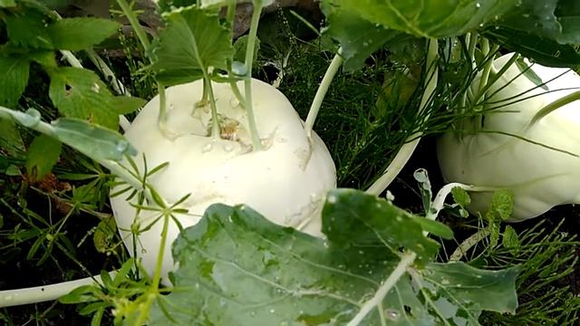 Ура поспела капуста кольраби 29.06.2019 смотреть онлайн