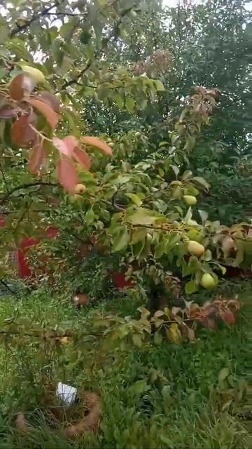 Груша смотреть онлайн