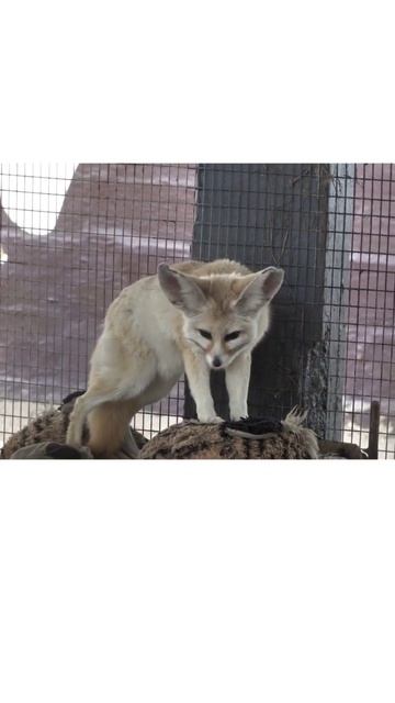 #fact #animal #fox смотреть онлайн