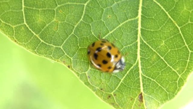 Coccinelle asiatique multicolore, Asian ladybeetle, (Harmonia axyridis)