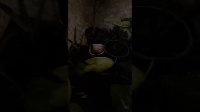 Цветочная ,,грядка" смотреть онлайн