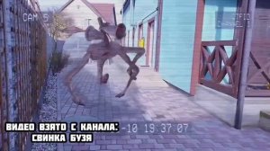 СНЯЛ ВСЕХ МОНСТРОВ СКИБИДИ, СИРЕНОГОЛОВЫЙ, SCP | Свинка Бузя и Кузя Вера новые серии Морская Свинка