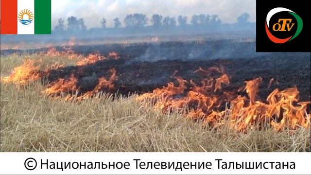 Kamfırsətə şəğol - Коварный шакал смотреть онлайн