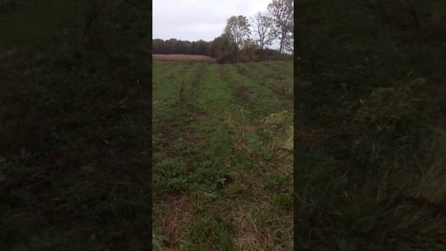 Planting Black Walnut for Timber Part 3 2017 смотреть онлайн