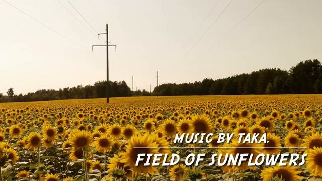 Field Of Sunflowers