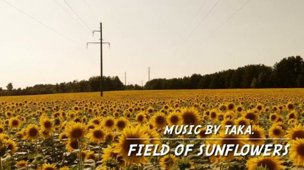 Field of Sunflowers