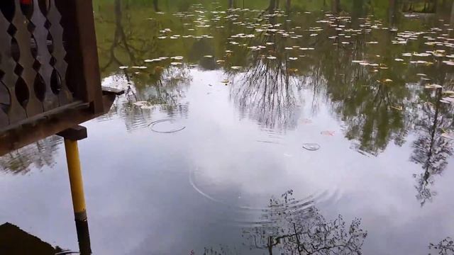 Отдых в Карпатах смотреть онлайн