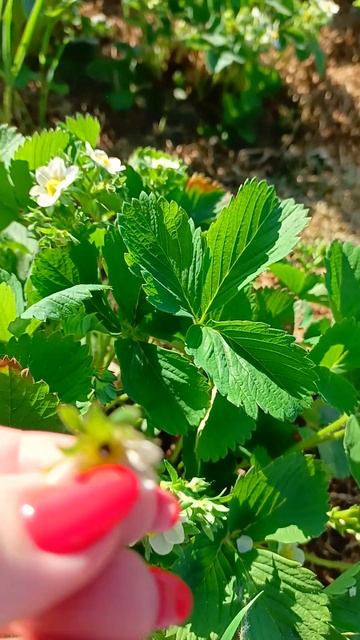 “Долгоносик на клубнике”: и другие причины почернения бутонов #клубника #долгоносик смотреть онлайн