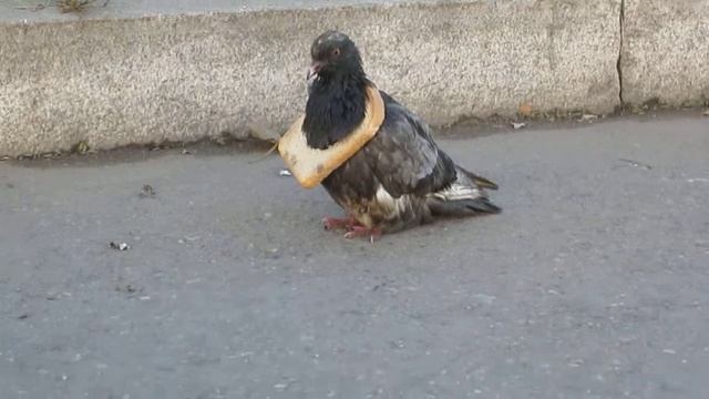 голубь в раме