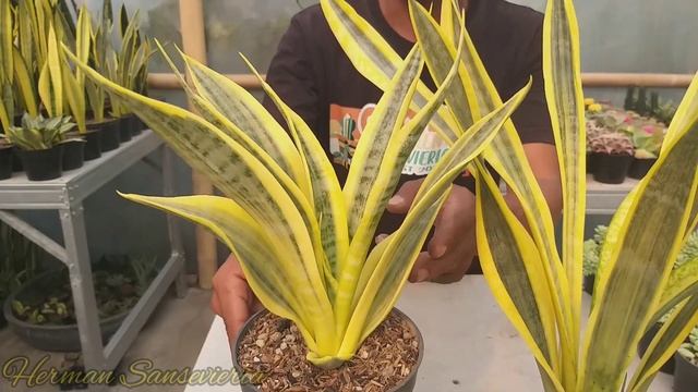 LIDAH MERTUA YELLOW THRIVE VS ASSALAM