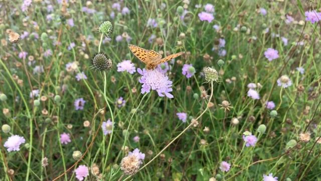 Kleine parelmoervlinder op Duifkruid | NL Bloeit! ~ Planten van hier смотреть онлайн