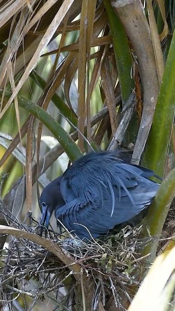Blue Heron #photography #shorts #viral #trending #wildlife #wildlifeanimals #life #wildlifeanimals смотреть онлайн