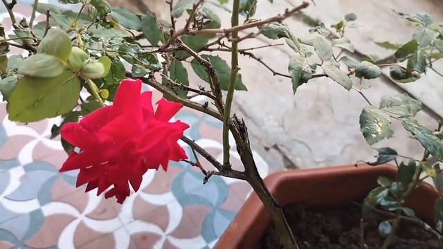 Glorious Red Rose Flowers смотреть онлайн