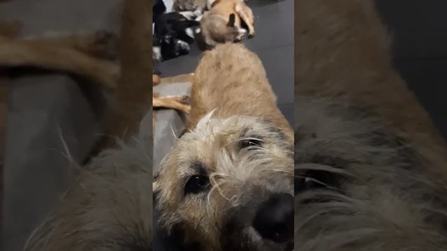 Приют, до прихода фонда. смотреть онлайн