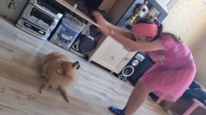 Шпиц Шприц и Вероника!