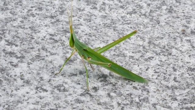 【Zoom UP】ショウリョウバッタ（精霊蝗虫） Acrida Cinerea 2019.8.10