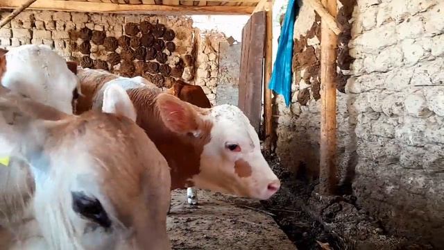 SIMENTAL BUQACHALAR SOTILADI ☎️  +998937869199 ☎️ @Hikmatillo_uz