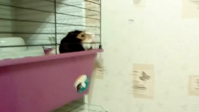 Наконец! Новый стелаж, новые клетки! смотреть онлайн
