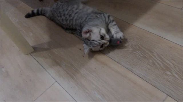 Котята играют с мышкой. смотреть онлайн