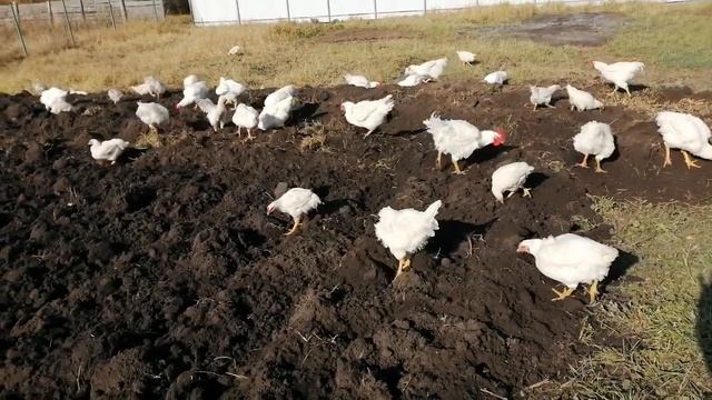 The garden was plowed and the chickens went to the garden! Вспахали огород - куры счастливы!!! :) смотреть онлайн