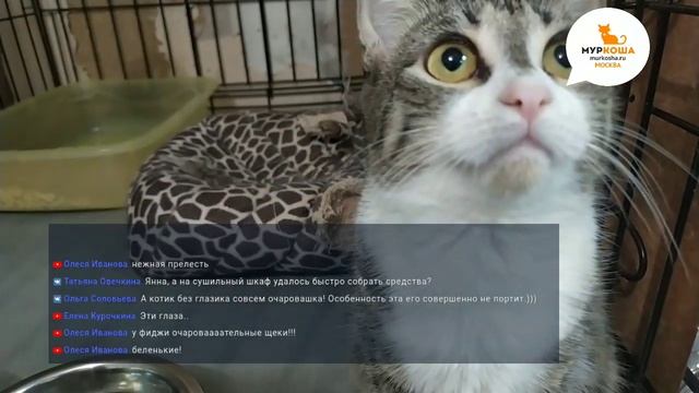 Трансляция из приюта "Муркоша" - комната 13 (17.12.2019) смотреть онлайн
