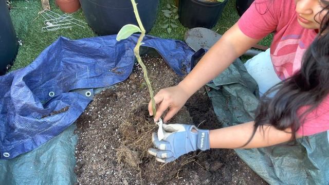 Planting a pink variegated lemon tree in a container