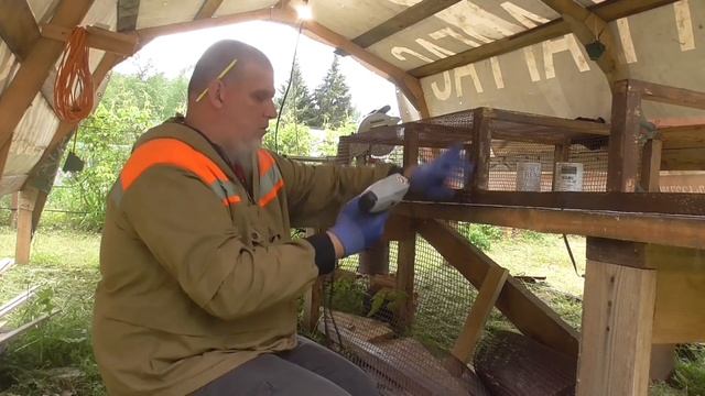 Спасаю клубнику от птиц. Выходные на даче. смотреть онлайн