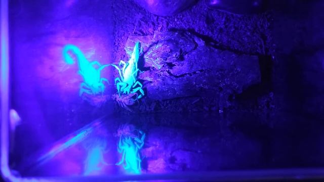 Florida bark scorpion feeding in the dark. Blacklight style! смотреть онлайн