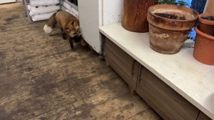 Лиса-Алиса. Лиса пришла с проверкой в сарай и погоня за Белым.