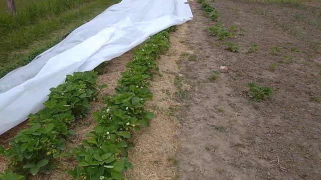 ЦЕНА НА КЛУБНИКУ🍓🍓🍓ПОЧЕМУ,ТАК ДОРОГО??? 0681455157