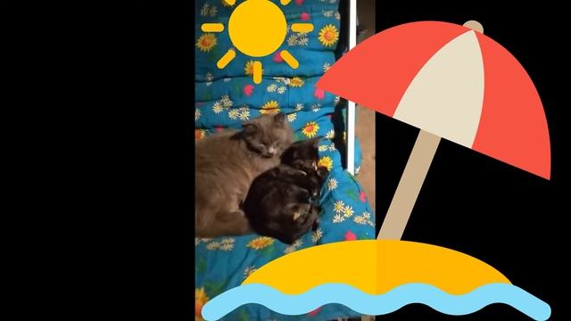 кошка на море смотреть онлайн