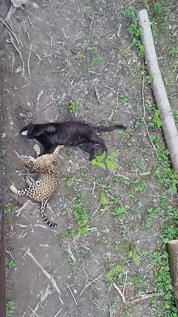 Игры ягуаров в Подмосковном сафари-парке #сафарипарк #забавныеживотные #jaguar #ягуар смотреть онлайн