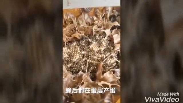PPKM 03 ITAMA 认识银蜂之一大马 смотреть онлайн