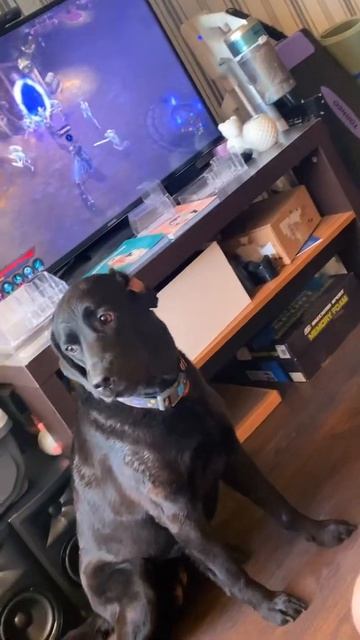 Как🐾🐕🦺 почистить собаке уши 😱👋 смотреть онлайн