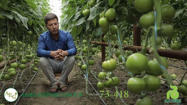 AGRO EXPORT GROUP / RIJK ZWAAN 73 418 смотреть онлайн