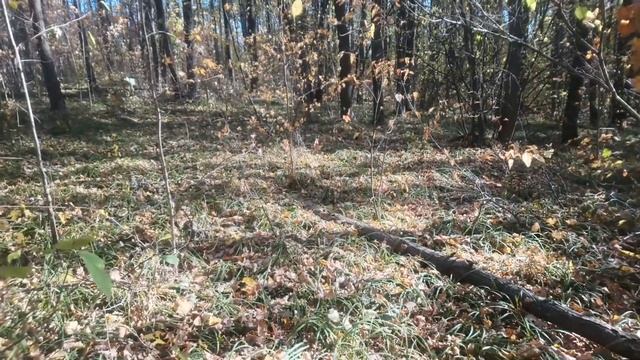 Новые приключения в маньячном лесу. Медведь и рваная жопа Берримора