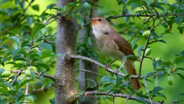Nightingale song The melodious bird song... смотреть онлайн