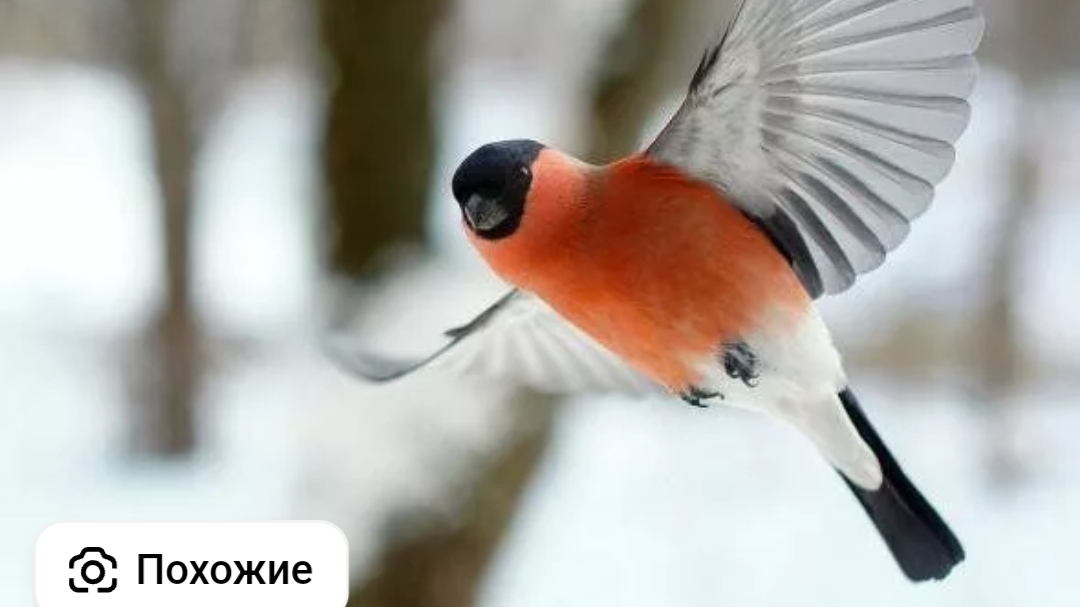 птица смотреть онлайн