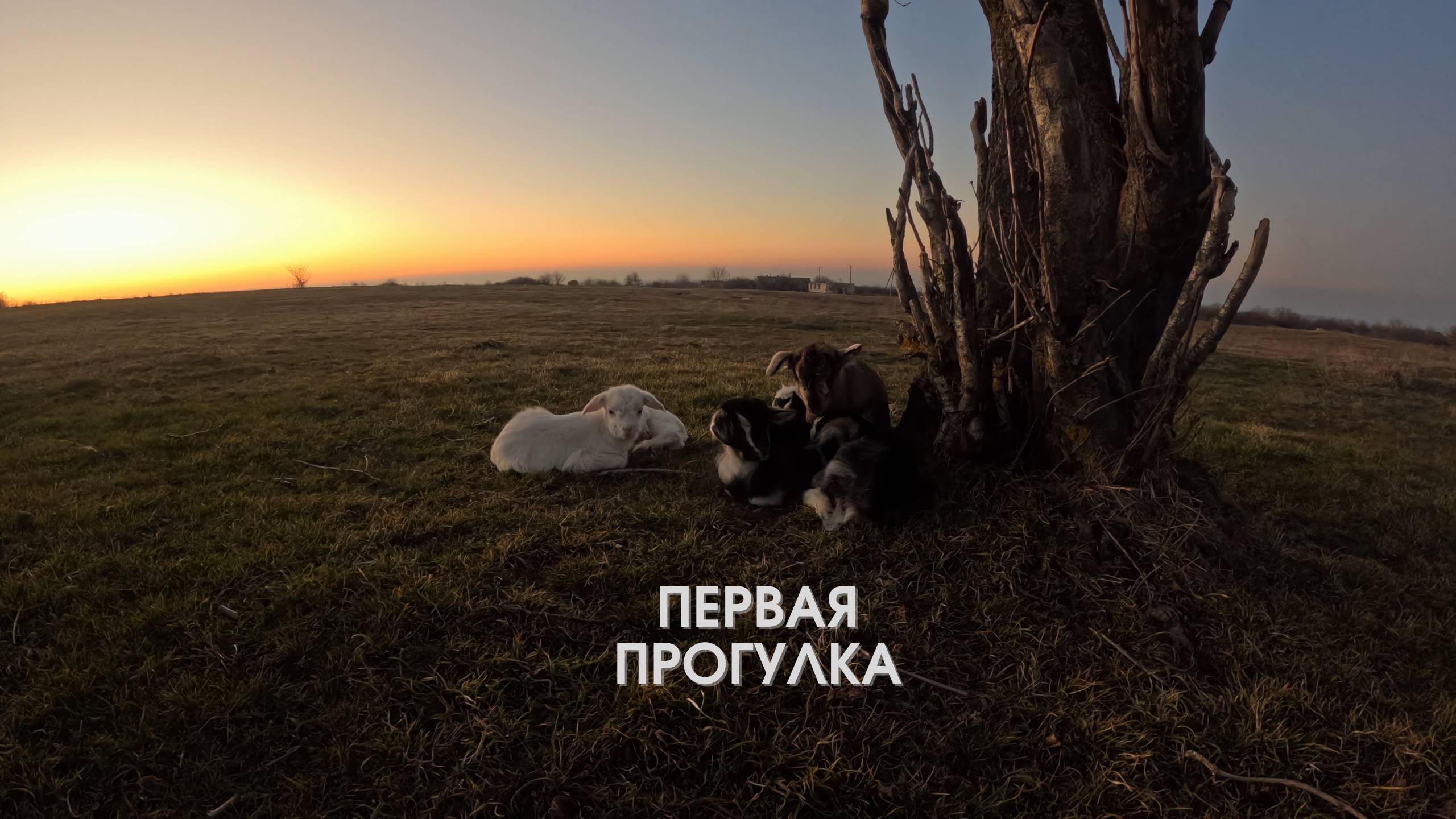 Козлята на прогулке смотреть онлайн