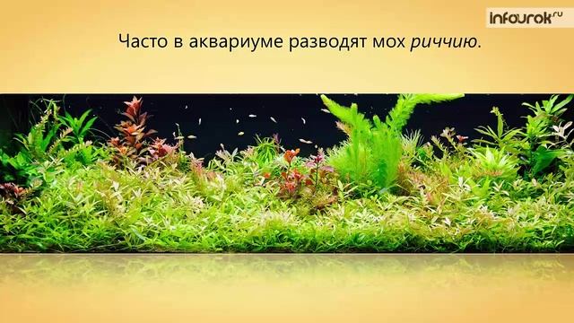 15. Мхи смотреть онлайн