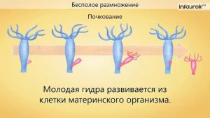 56. Способы размножения животных. Оплодотворение
