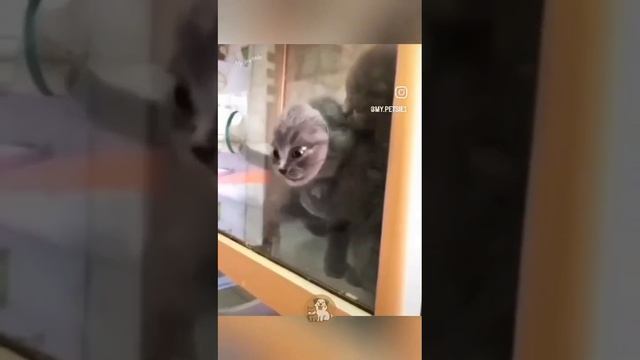 Такое чувство, что у кошек отсутствует скелет 😂😂😂 смотреть онлайн